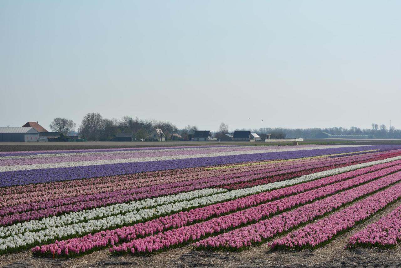 Camping De Tulpenweide Lege Kampeerplaats, Lege Plaats Op Het Gras Zonder Bed Breezand Kültér fotó